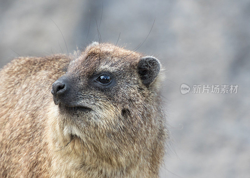 岩狸(Procavia capensis)，又称岩獾和海角岩狸